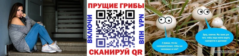 Купить где  Чадан  Галлюциногенные грибы MAGIC MUSHROOMS 